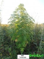 вайт видов.jpg