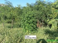 Красава ог куш.jpg