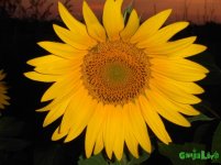 красота подсолнух.jpg