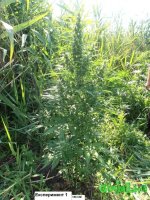 ЕКСПЕРИМЕНТ ГАНЖА 1.jpg