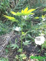 вайт раша роздача.jpg