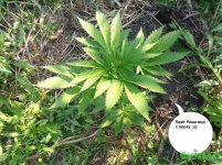 раша с верху.jpg