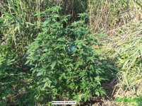 многол см.jpg