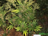 Кристал мет.jpg