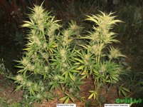 поляна пече- вдова.jpg