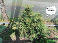 печенька руслим.jpg