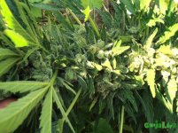 шишка руслим.jpg