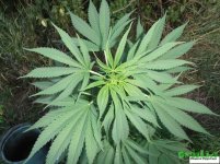 Мандала Мудро.jpg