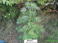 мандала трехлистник.jpg