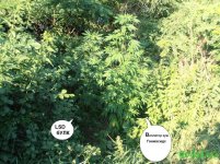 виола и лсд.jpg