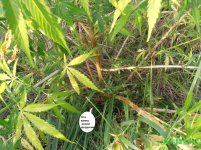 зайцы куб.jpg