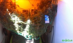 IMG_20160711_095031.jpg