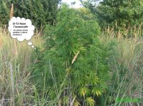 жен-13 хез.jpg