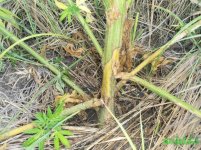 ствол ж-13.jpg