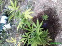 IMG_20160712_195154336.jpg