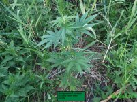 поздний екс 1.jpg