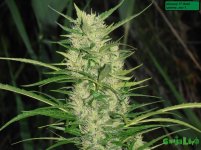 шишка екс.jpg