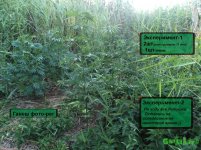 все поляна.jpg