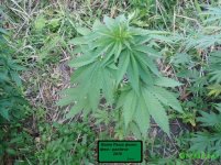 раша с роздачи.jpg