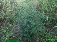 МНОГОЛИСТКА БЕЗ ГОЛОВЫ.jpg