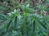 голова многолистки.jpg