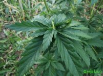 лист многолистки.jpg