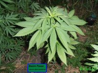 раша раздача.jpg