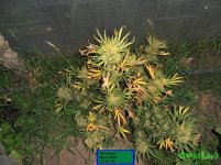 печь близ.jpg