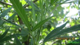 IMG_0996.JPG