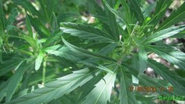 IMG_0997.JPG