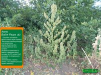 авто вайт раша харвест..jpg