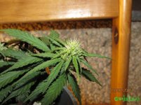 IMG_6905.JPG