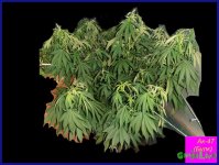 черный ак джа.jpg