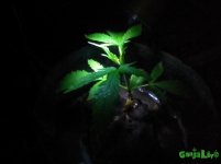 IMG_20160722_015916.jpg