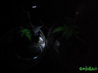 IMG_20160722_015927.jpg
