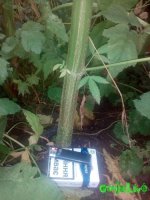 IMG_20160724_091624.jpg