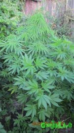 IMG_1013.JPG