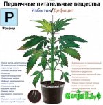 med_gallery_130399_721_258575.jpg