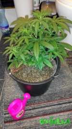 IMG_20160725_225357.jpg IMG_20160725_225357.jpg