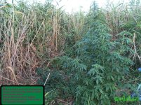 три красотки.jpg