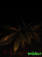 IMG_20160728_034232.jpg