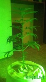 IMG_20160728_162532_1.jpg