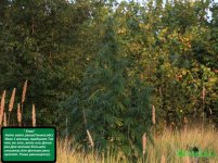 елка ганж.jpg