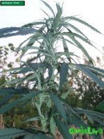 предцвет елки.jpg