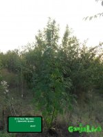 ж-13 ероседсс.jpg