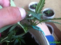 день 20 пол.JPG