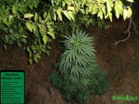 мандала верх.jpg