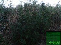 три девици.jpg