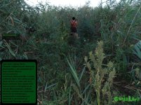 авто поляна.jpg