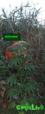 вайт раша.jpg